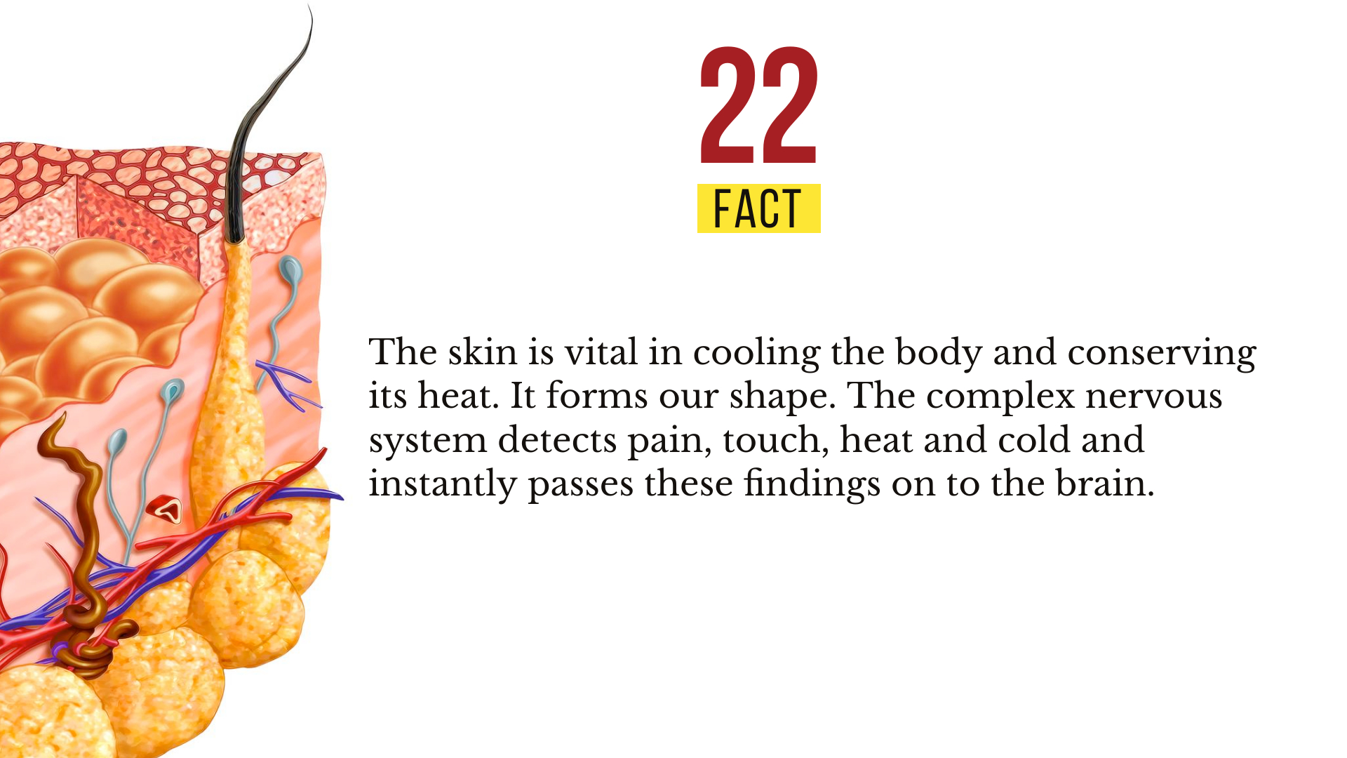 amazing-facts-skin-23