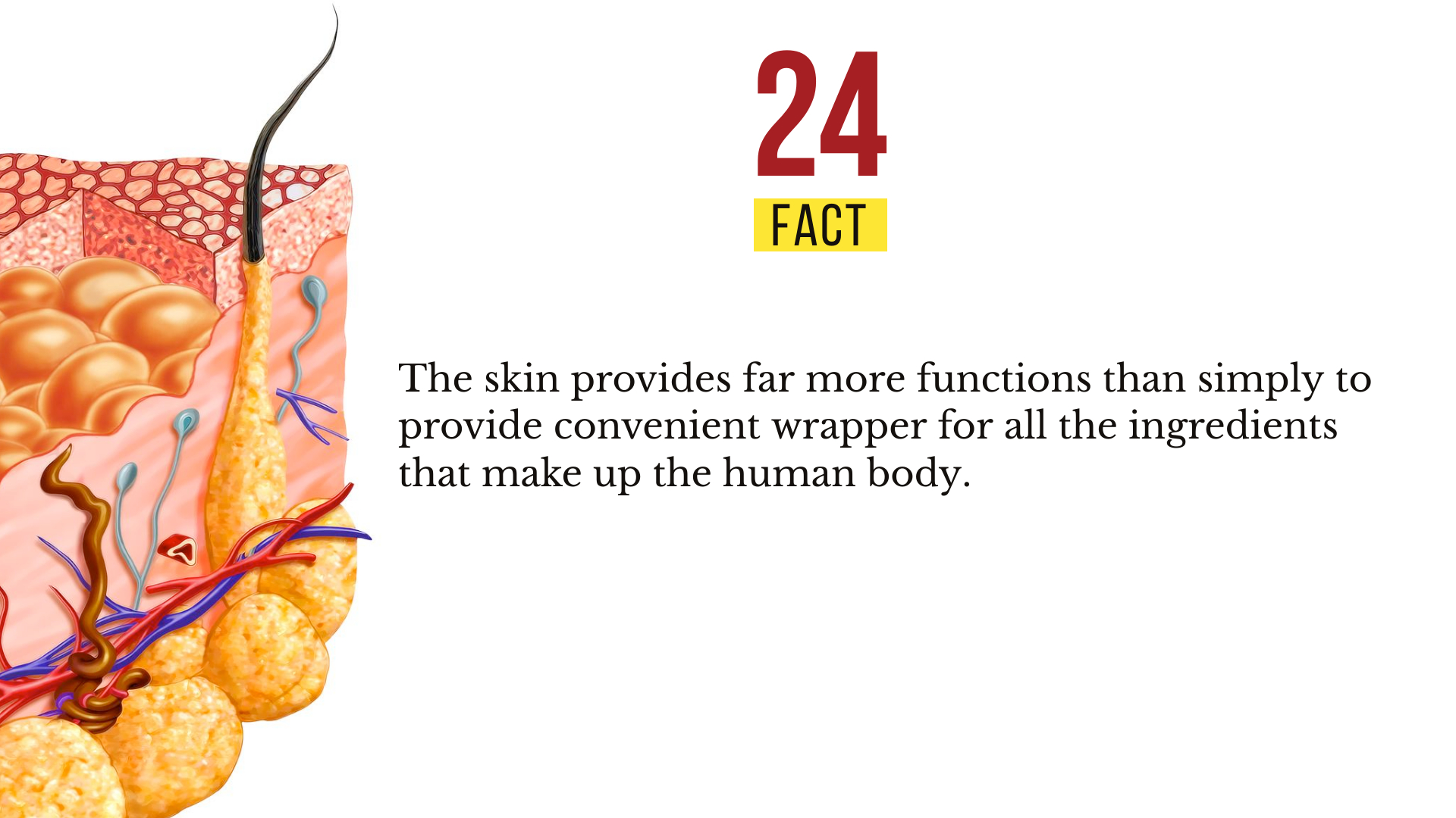 amazing-facts-skin-25